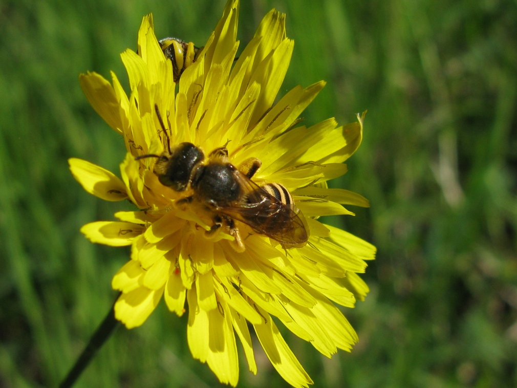 imenottero 3: femmina di Halictus sp.